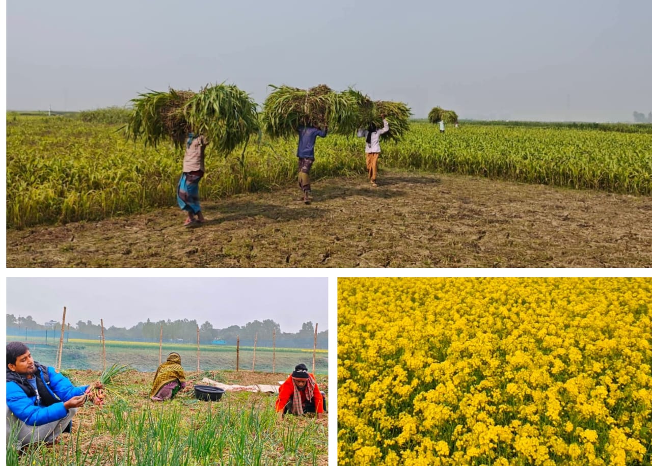 পাবনার ভাঙ্গুড়ার হাড়কাঁপানো শীতে ফসলের মাঠে ব্যস্ত কৃষকরা