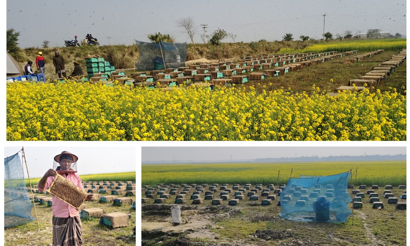 ভাঙ্গুড়ায় কোটি টাকার মধু আহরণের স্বপ্নে ব্যস্ত মৌচাষীরা