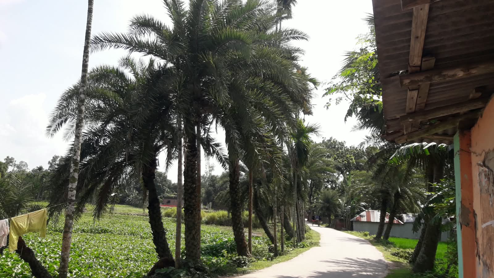 পলাশবাড়ীতে প্রায় ৩০ কিঃ মিঃ রাস্তায় বৃক্ষ রোপণ করে অমর হয়ে আছেন আব্দুল হাকিম স্যার
