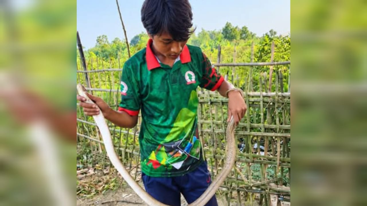 শ্রীবরদীতে সাড়ে ৩ কেজি ওজনের গোখরা উদ্ধার